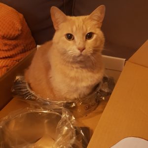 Cat sitting in box
