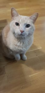 Cat sitting on floor