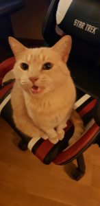 Cat meowing