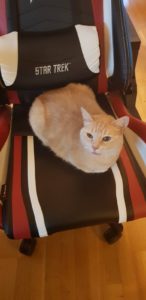 Cat sleeping on chair