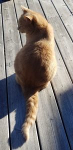 Cat sitting on a wood deck