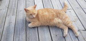 Cat on wood deck